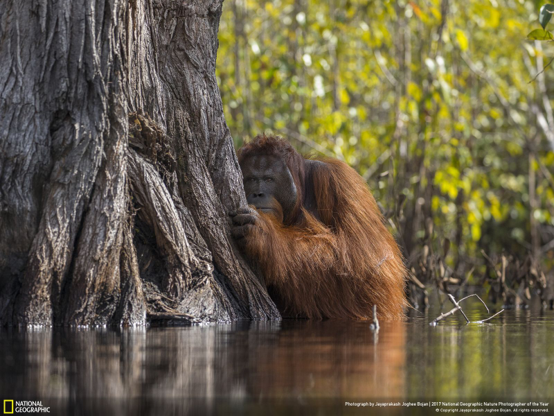 Illustration for article titled Las fotos ganadoras del concurso anual de National Geographic muestran un planeta tan hermoso que no lo merecemos